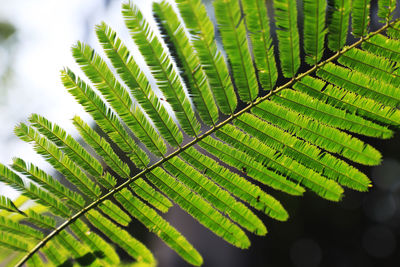 Close-up of green leaves on tree