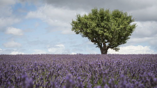 Plants growing on field against sky