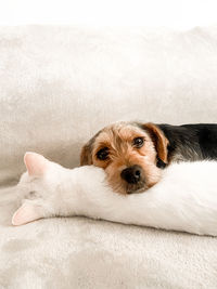 Portrait of cute puppy relaxing on sofa