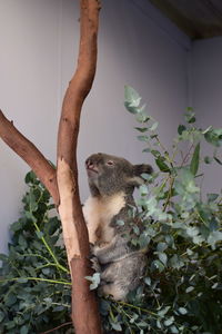 Close-up of koala sitting on plant