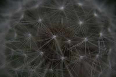 Close-up of dandelion