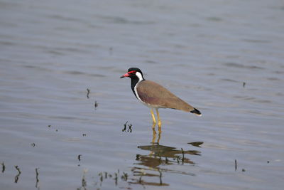 Bird perching on a lake