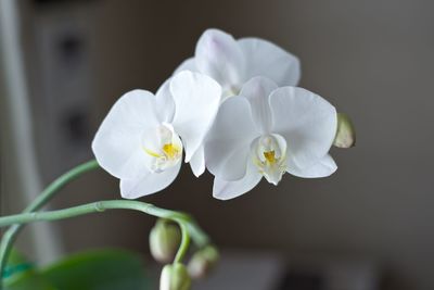 Close-up of white flower