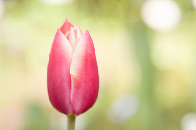 Close-up of pink tulip blooming outdoors