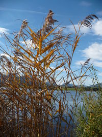 Close-up of reeds on lakeshore