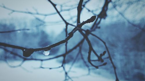 Close-up of snow on twig