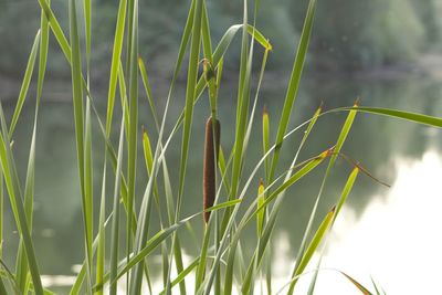 Close-up of grass growing on field