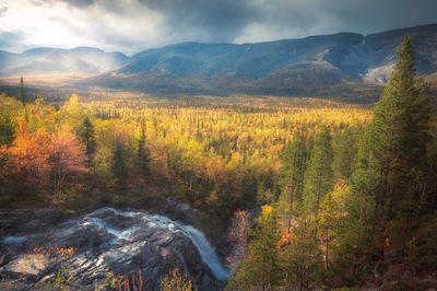 Scenic view of forest against sky