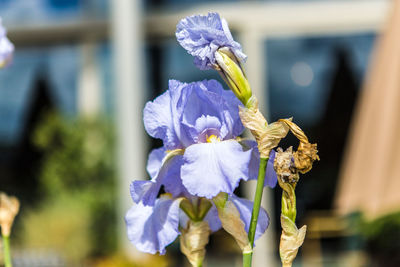 Close-up of purple flowering plant