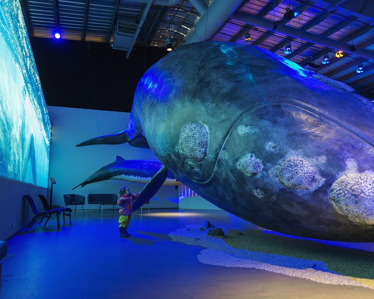 CLOSE-UP OF ILLUMINATED FISH IN AQUARIUM AT NIGHT