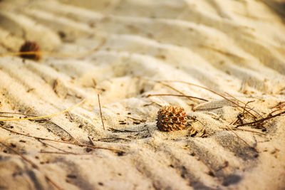 Close-up of insect on sand