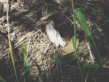 Close-up of grass growing on field