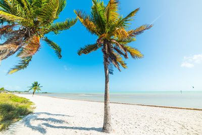 Palm trees on beach against sky