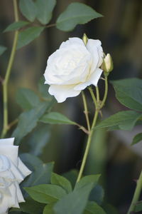 Close-up of white rose
