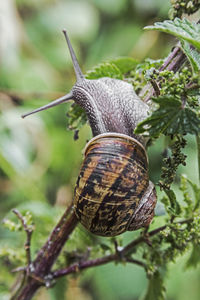 Close-up of snail on plant