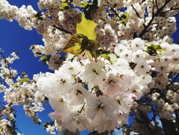 Close-up of white cherry blossoms