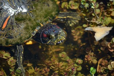 Trachemys scripta elegans, red-eared slider turtle swimming in water