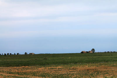 View of horses on field against sky