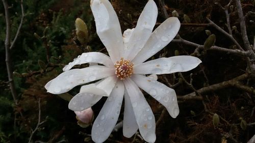 Close-up of white flowers blooming outdoors