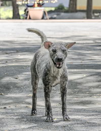 Diseased dog walking on beach