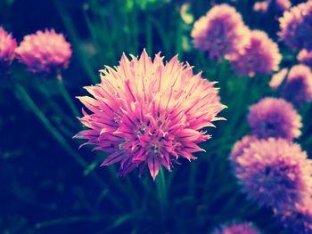 Close-up of pink flowers