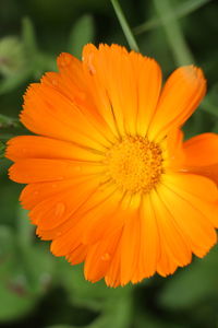 Close-up of orange flower blooming outdoors