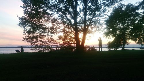 Silhouette of trees on field at sunset