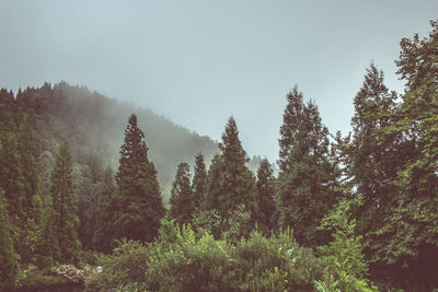Trees in forest against sky