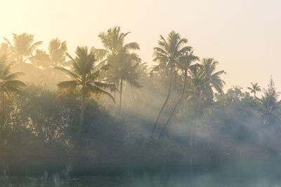 Trees by lake against sky during foggy weather