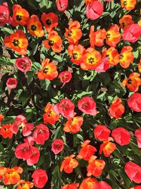 Close-up of orange flowers