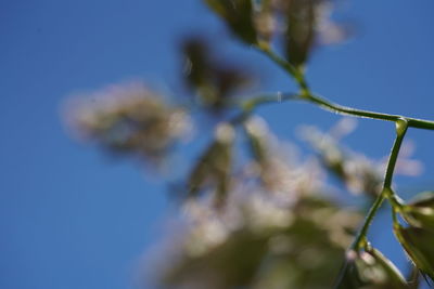 Low angle view of flowering plants against blue sky