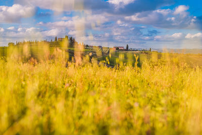 Scenic view of agricultural field against sky