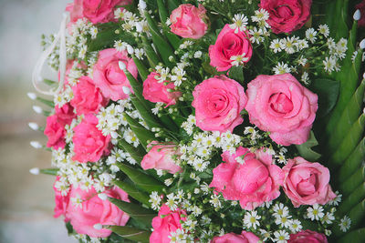 Close-up of pink rose