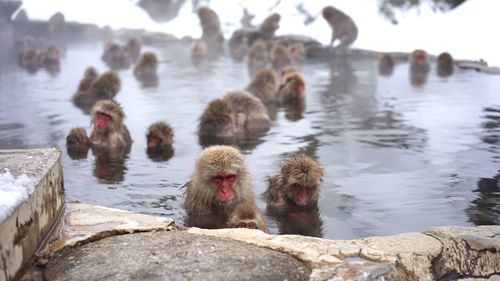 Monkeys in hot spring during winter