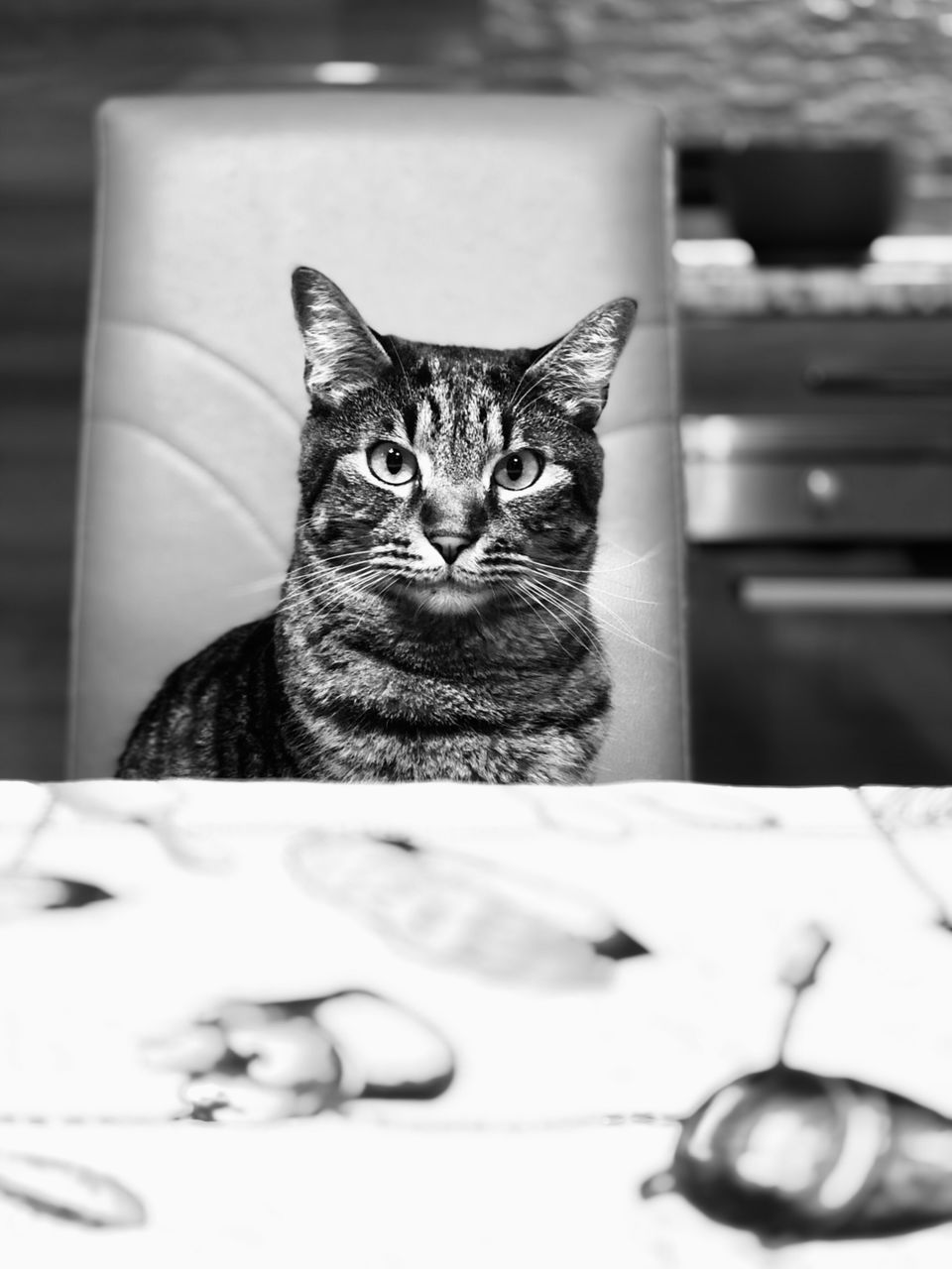 PORTRAIT OF CAT ON TABLE