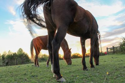 Horse standing in a field