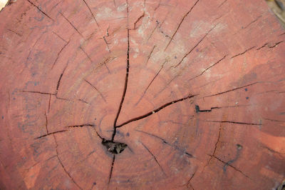 Full frame shot of tree stump