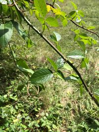 Close-up of fresh green plant