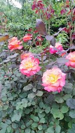 Close-up of pink rose blooming outdoors