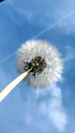 Close-up of dandelion on plant