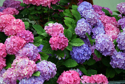 Close-up of pink hydrangea flowers