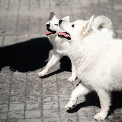 High angle view of dog on footpath