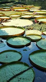 Water lilies floating on lake