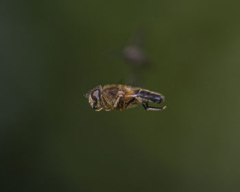 Close-up of insect on leaf