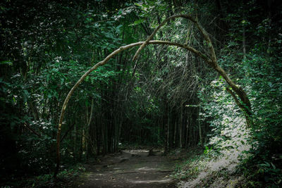 Footpath amidst trees in forest