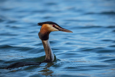 Close-up of duck swimming in lake