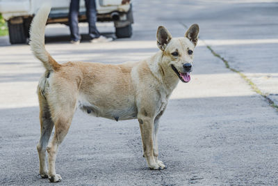 Portrait of a dog looking away in city