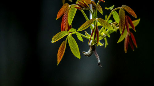 Close-up of plant growing against black background