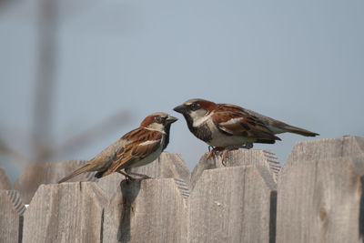 Low angle view of bird perching on wooden post