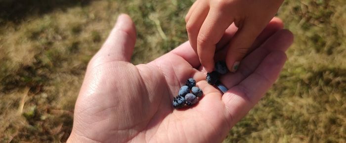 Close-up of hand holding plant on field